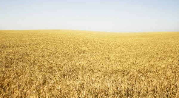 Желтая пшеница и чистое небо — стоковое фото