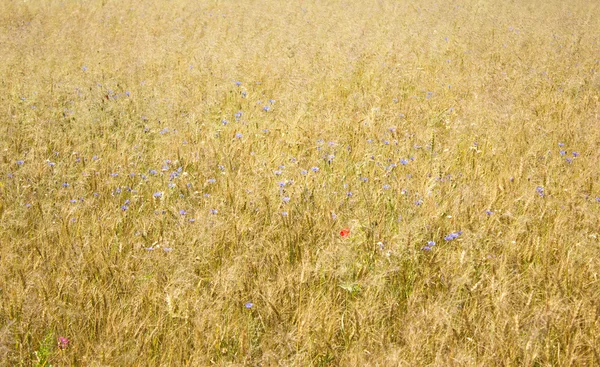 Pšenice s květinami — Stock fotografie