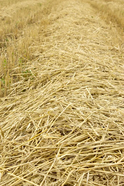 Harvest, straw — Stock Photo, Image