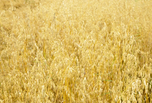 stock image Yellow oat