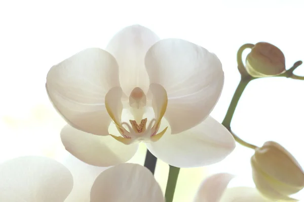 stock image Beautiful white orchid