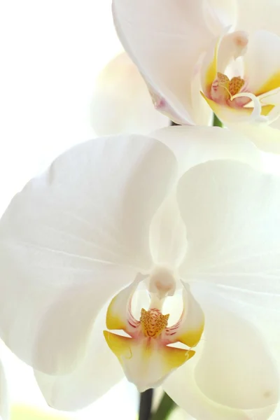 Vacker vit orkidé Royaltyfria Stockbilder