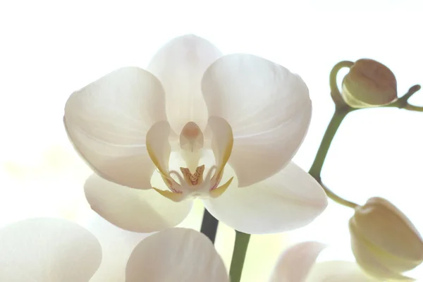 Schöne weiße Orchidee lizenzfreie Stockfotos