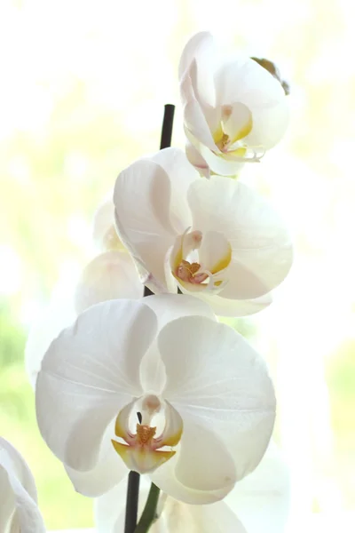 Schöne weiße Orchidee Stockbild