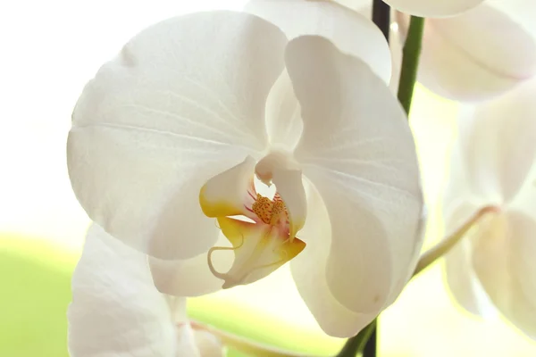 Vacker vit orkidé Stockfoto