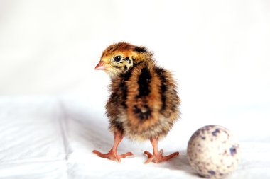 Quail chick clipart