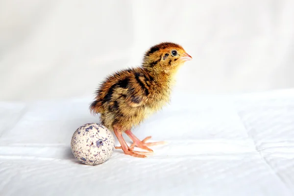 Kwartel chick — Stockfoto