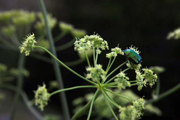 stock image May bug