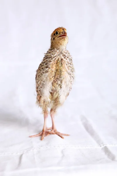 Quail chick two weeksd old — ストック写真