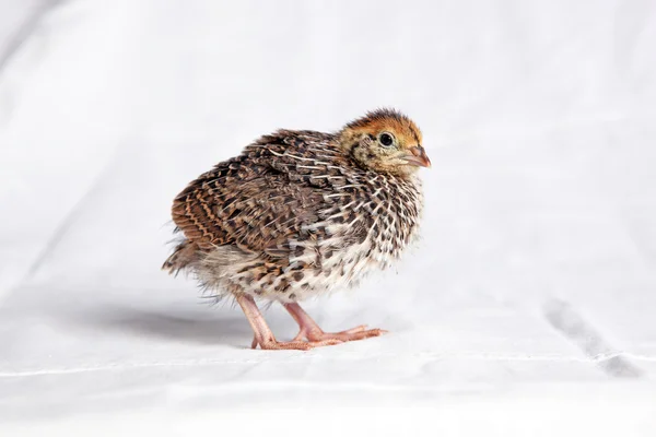 Kwartel chick twee weeksd oude — Stockfoto
