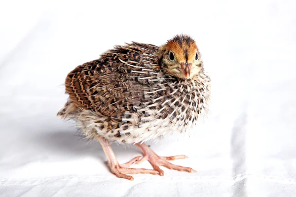 Quail chick two weeksd old — Stock Photo, Image