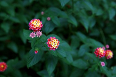 Lantana camara