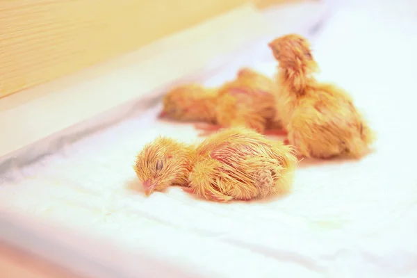 stock image Quail chicks