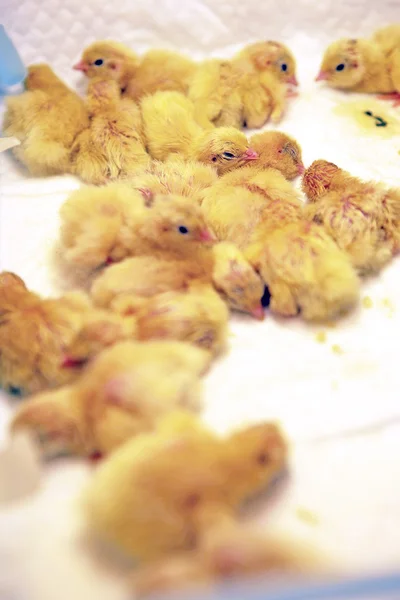 Quail chicks — Stock Photo, Image