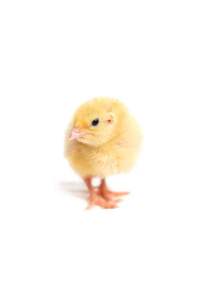 Kwartel chick geïsoleerd — Stockfoto
