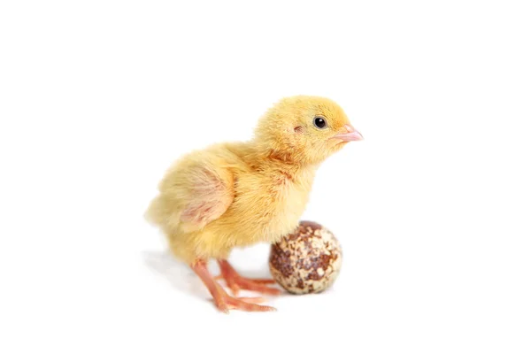 Quail chick Isolated — Stock Photo, Image
