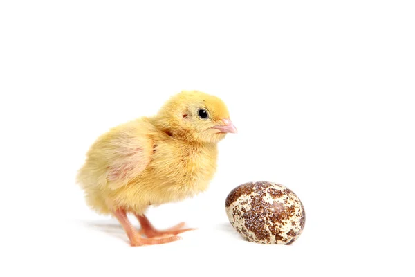 Gele kwartel chick — Stockfoto