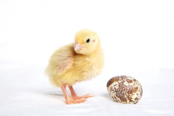 Yellow quail chick — Stock Photo, Image