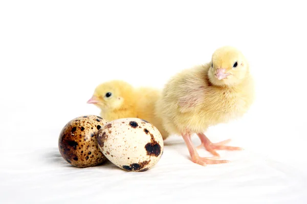Quail chicks and eggs — Stock Photo, Image