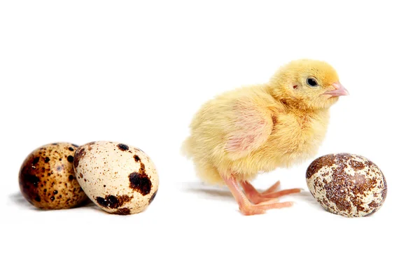 Křepelka kuřátka a vejce — Stock fotografie