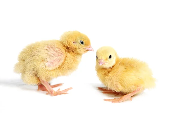 Quail chicks — Stock Photo, Image