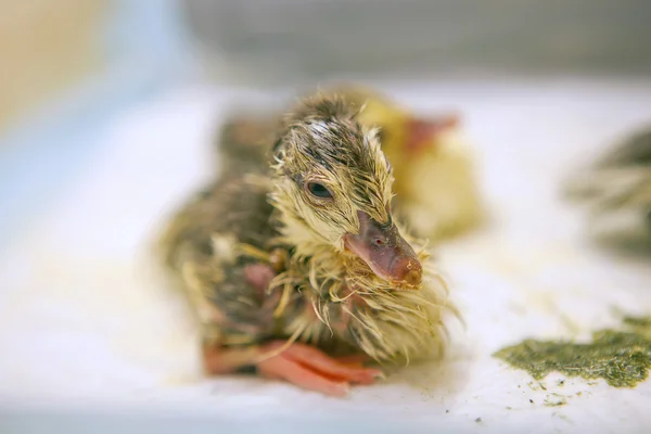 Just hatched duckling — Stock Photo, Image