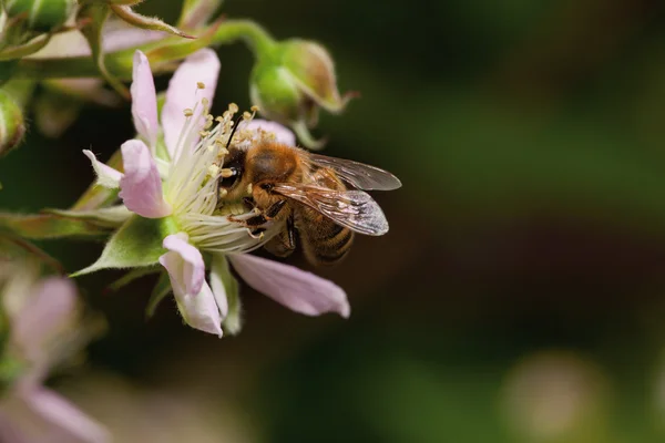 stock image Honey bee collets flower nectar,