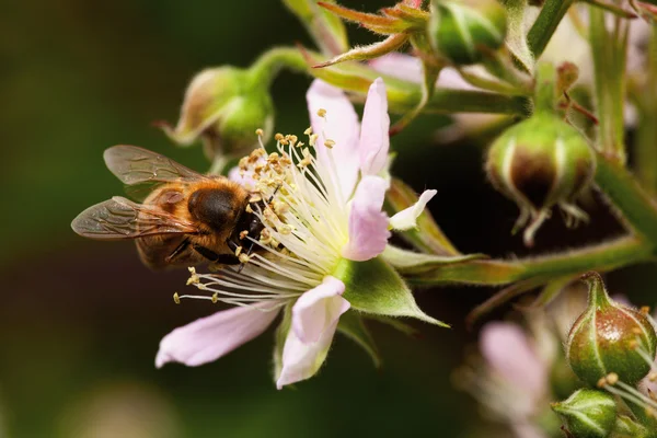 Stock image Honey bee collets flower nectar