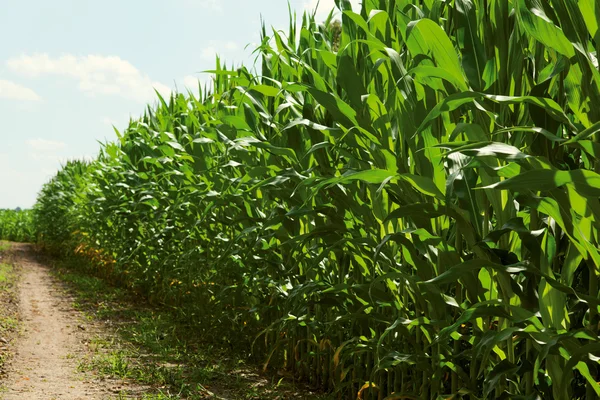 Field of corn — Stock Photo, Image