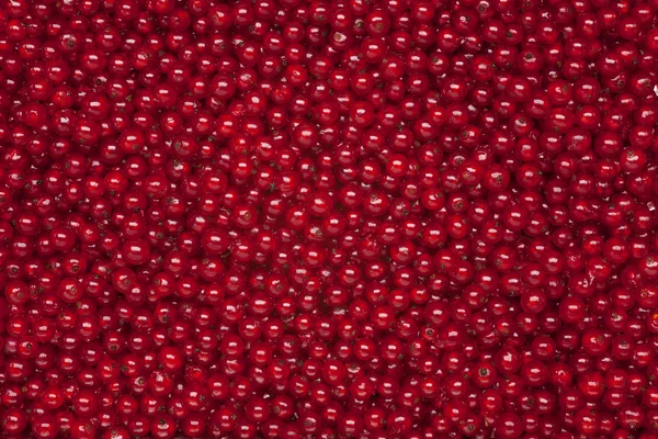 Röda vinbär bakgrund — Stockfoto