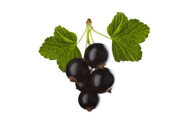 Blackcurrant isolated on white background clipart