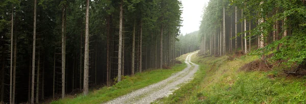 Turning road in forest — Stock Photo, Image