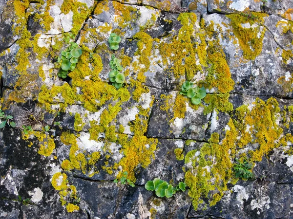 stock image Moss Wall