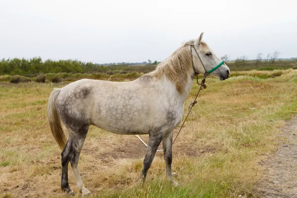 Vecchio cavallo bianco — Foto Stock