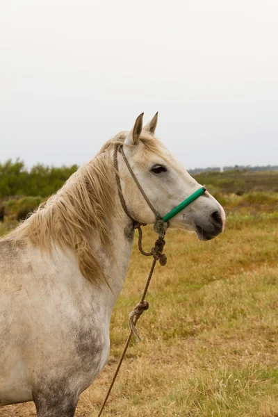 年老いた白い馬 — ストック写真