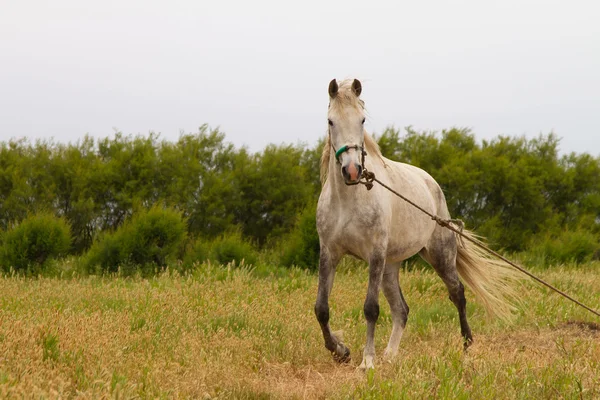 Stary koń biały — Zdjęcie stockowe