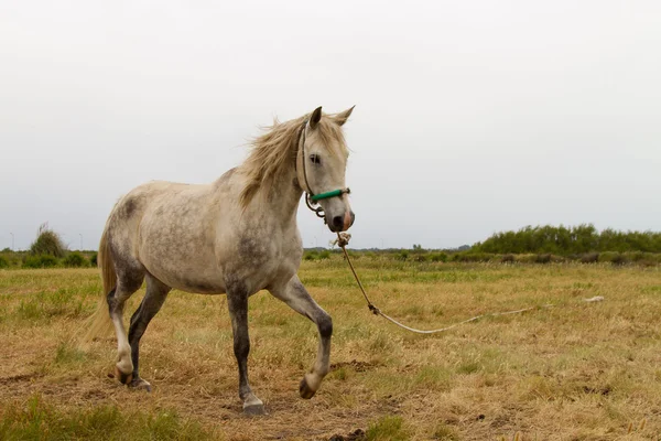 Starý bílý kůň — Stock fotografie