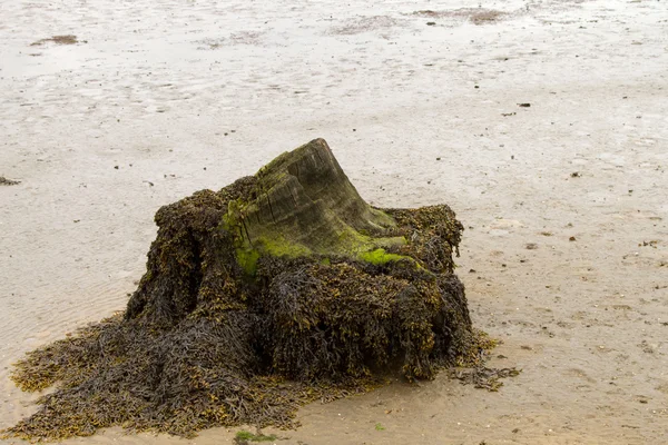 stock image Old Tree Root