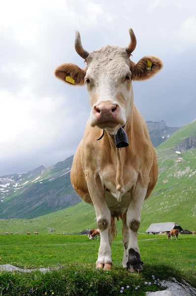 Cow in mountains Stock Picture