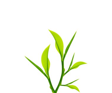 Green leaves and twig clipart