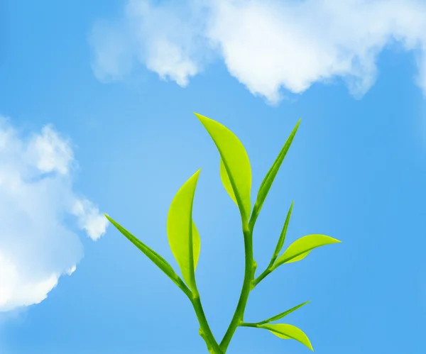 Gröna blad och twig — Stockfoto
