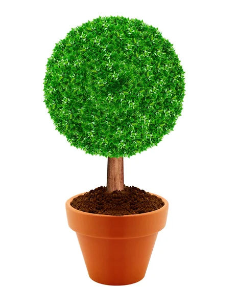 작은 녹색 나무 — 스톡 사진