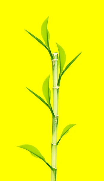 Zelený bambus — Stock fotografie