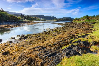 Landscape with seaweed along the river side clipart