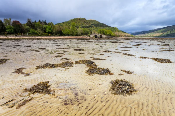 Paisagem com algas marinhas em um leito de rio — Fotografia de Stock
