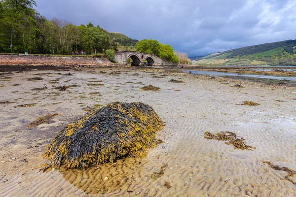Rock covered with seaweed in a river bed — Stock Photo, Image
