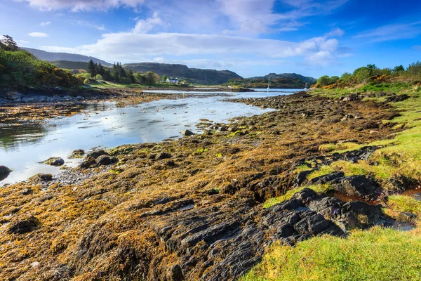 Пейзаж с водорослями вдоль берега реки — стоковое фото