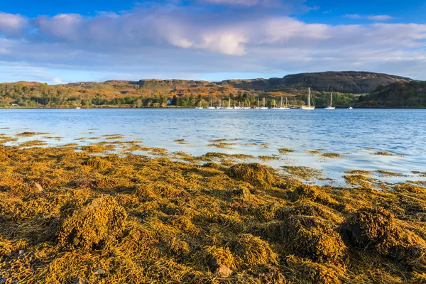 Paisagem com algas marinhas nas rochas ao nascer do sol — Fotografia de Stock