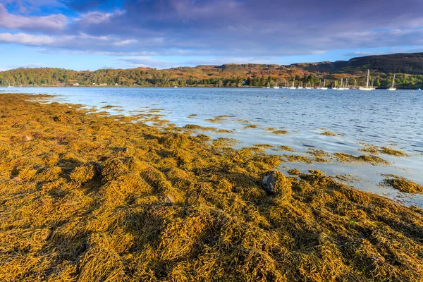 Mořské řasy za úsvitu poblíž břehu jezera — Stock fotografie