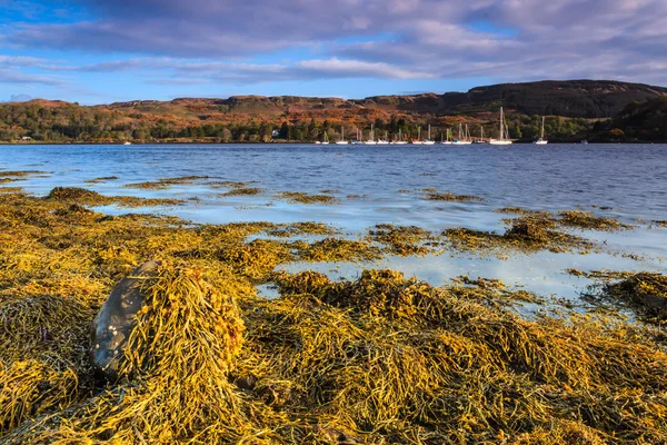 海藻覆盖的岩石 — 图库照片